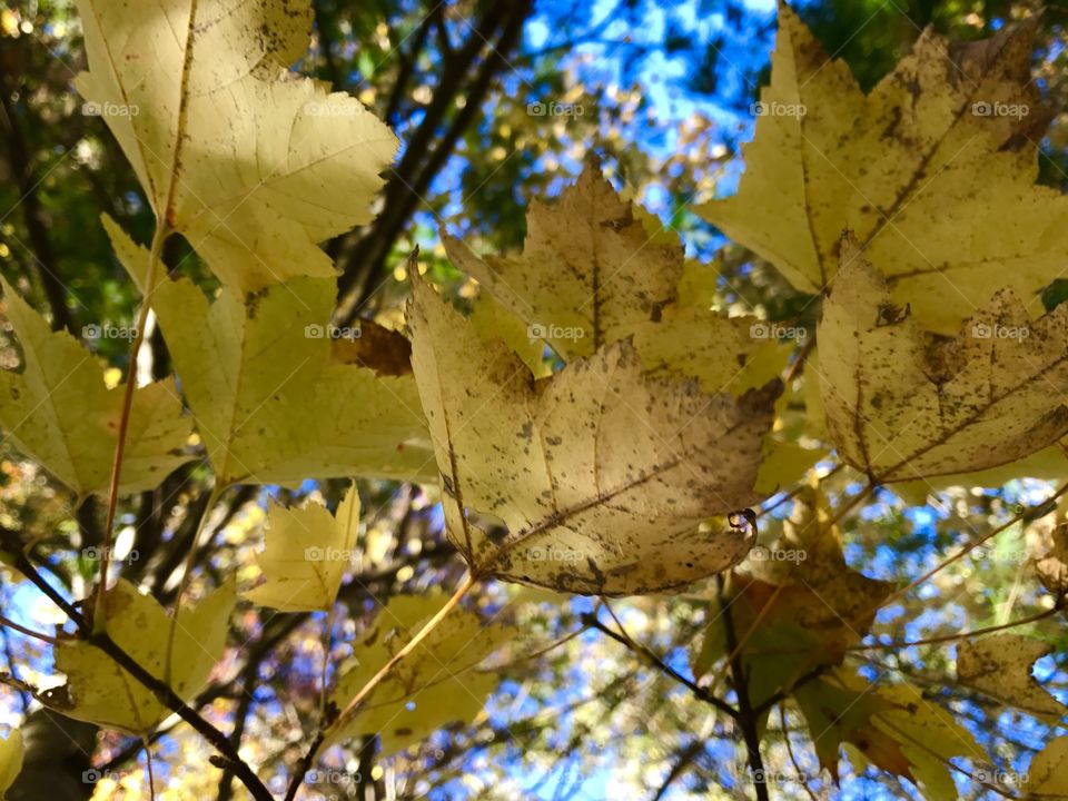 Low angle view of yellow leafs