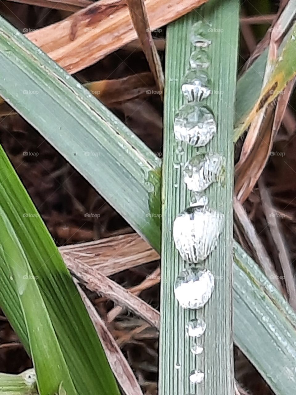 Regentropfen auf grashalm