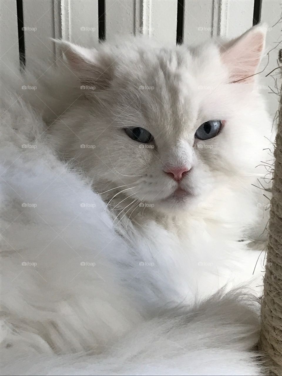 gatti bianchi