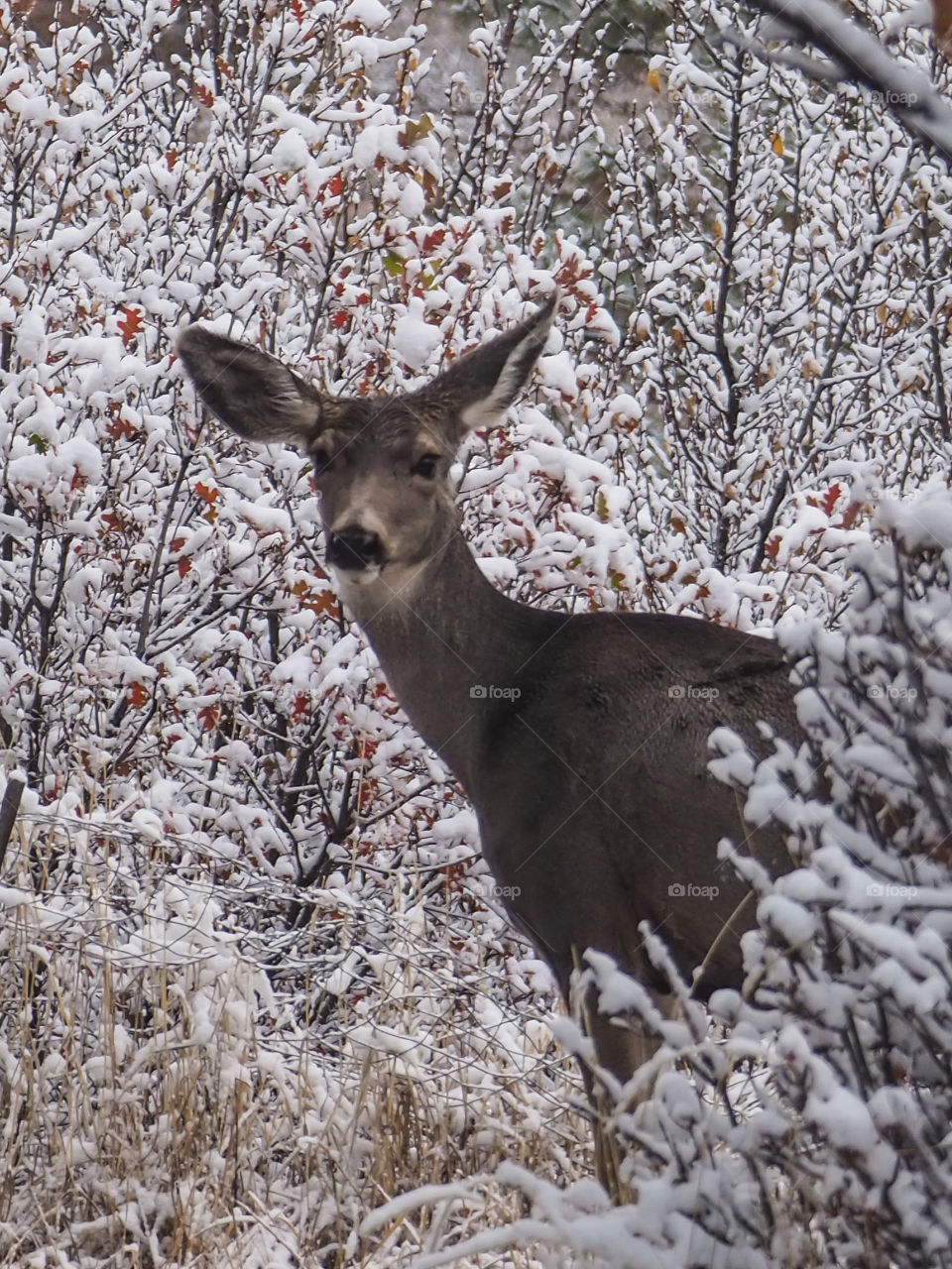 Deer in the first snow