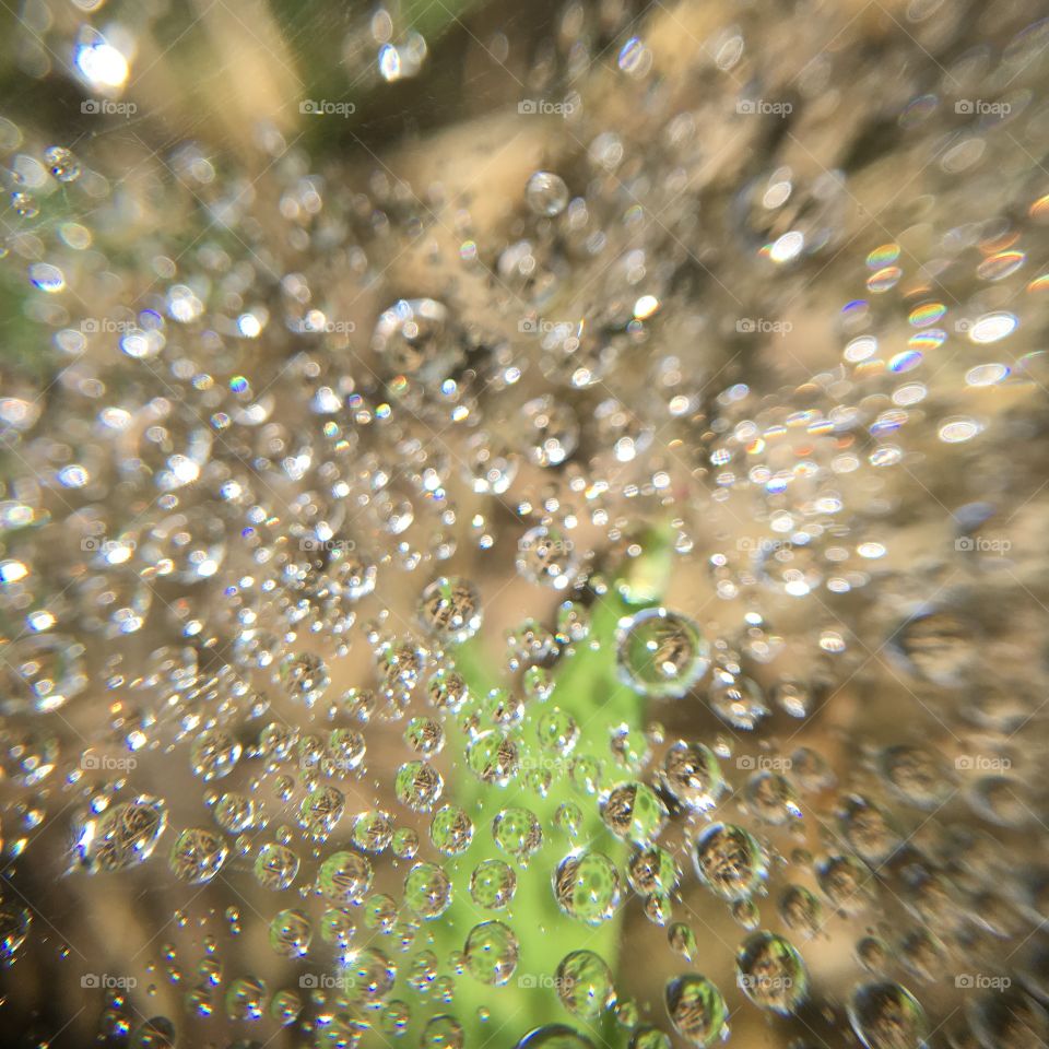 Droplets in a spiderweb
