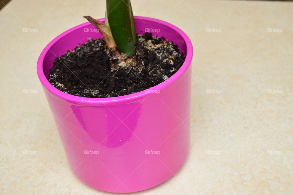 Close-up of potted plant