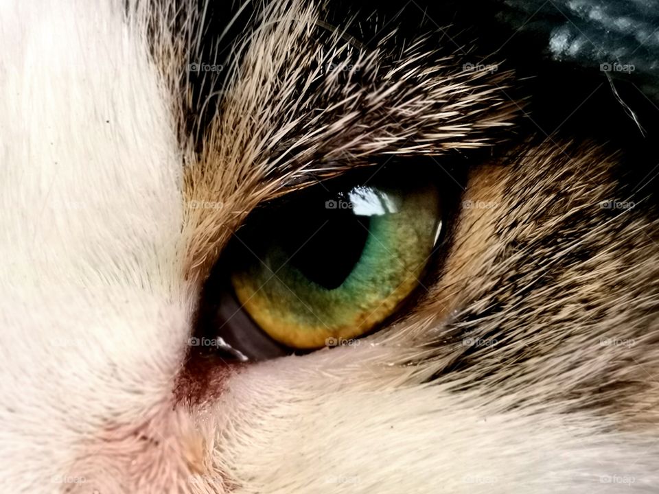 Cat eye close-up