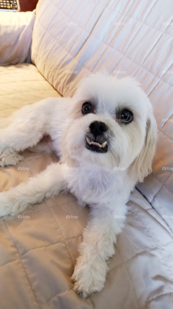 Squirt, the Maltese, Shih Tzu mix