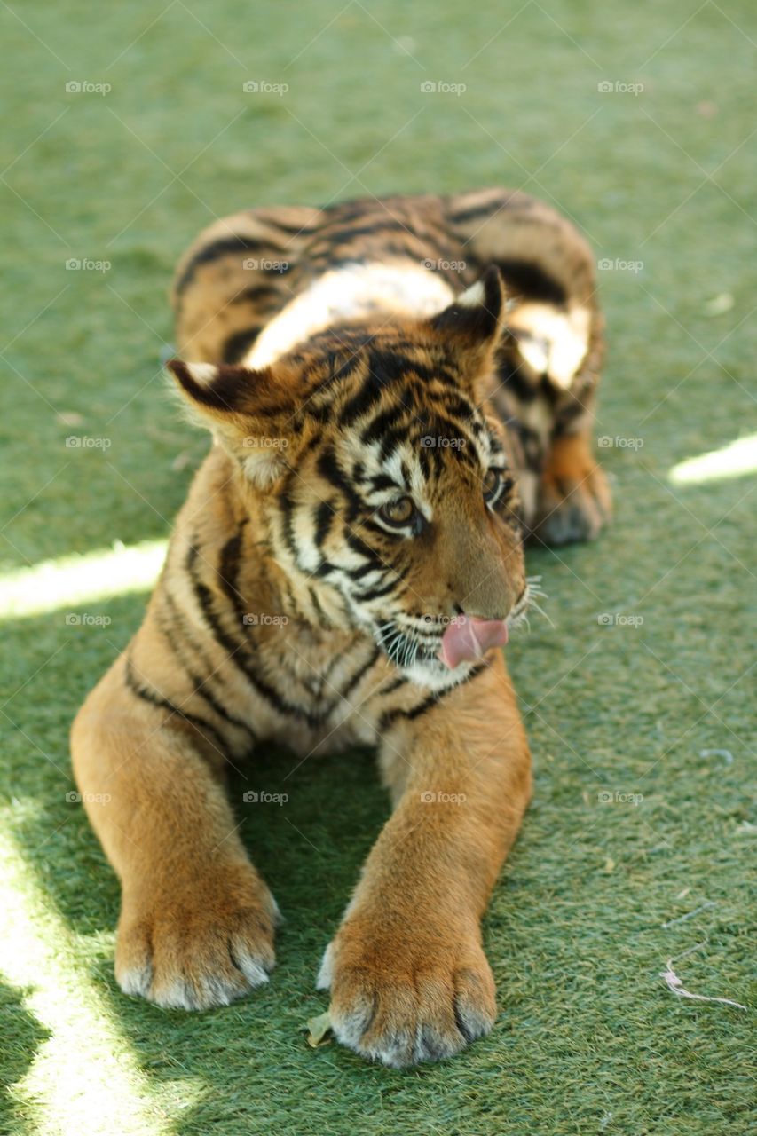 Bengal Tiger Cub