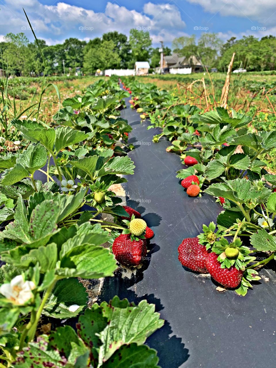 Celebrating Spring -  Strawberry picking - it's not just plants and trees that are flourishing; spring brings new animal and bird life to the world too, it's a time when nature wakes up and shakes off all traces of the dark days of winter