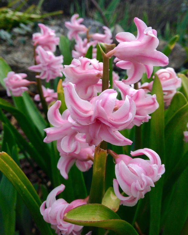 hyacinth