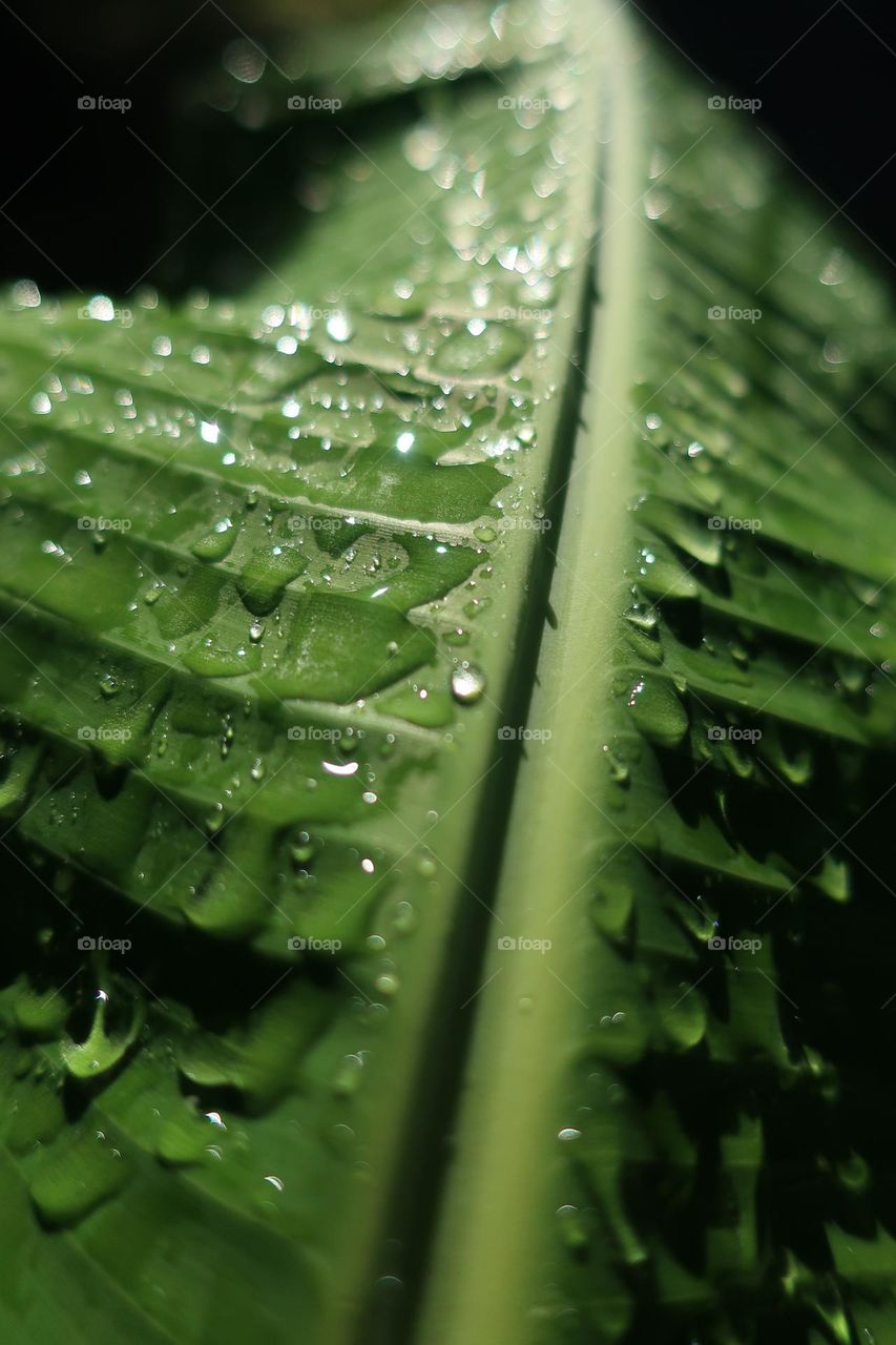The Light runs through the drops of water that fill a banana leaf