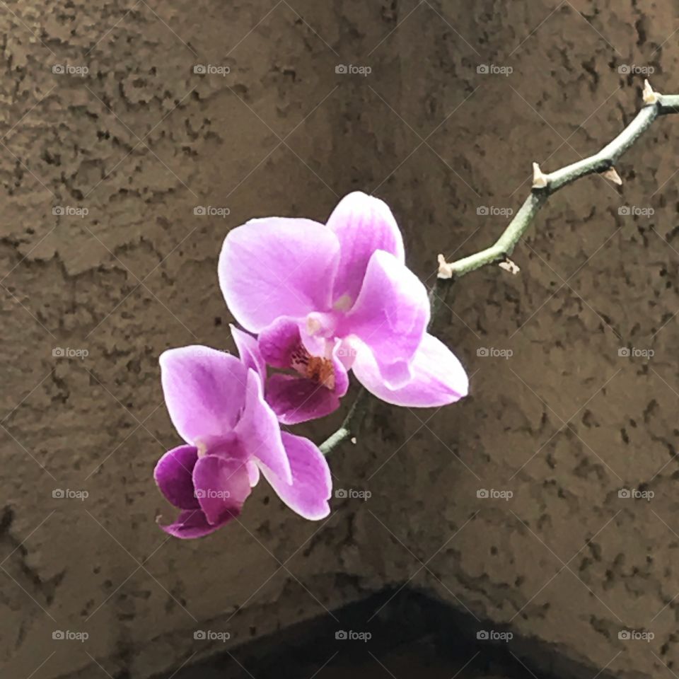 Orchids by midday 