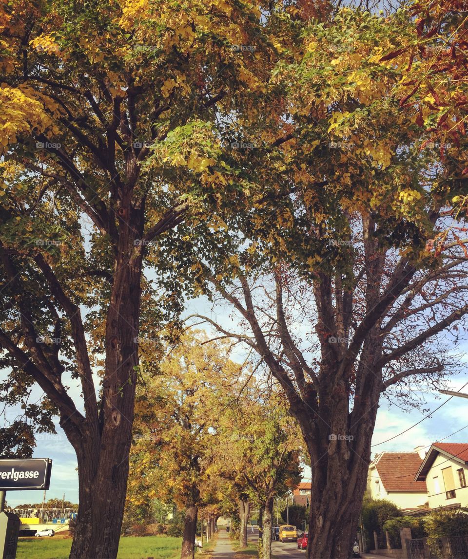 Autumn walkway