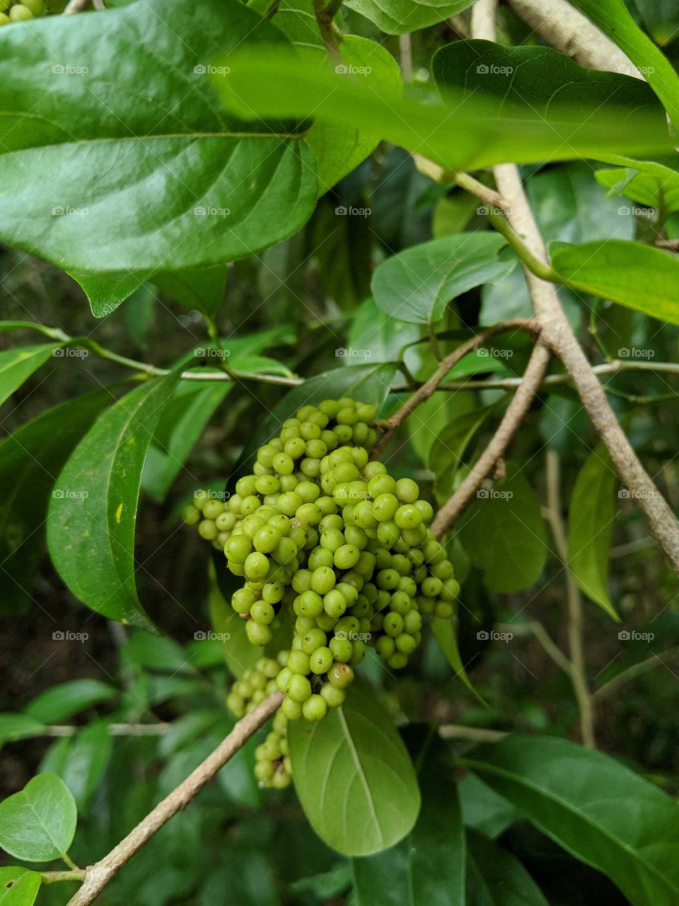 We call this an ilam. It grows in the wild and has sour taste when green but becomes sweet and tangy when ripened. It turns purple when ripe.