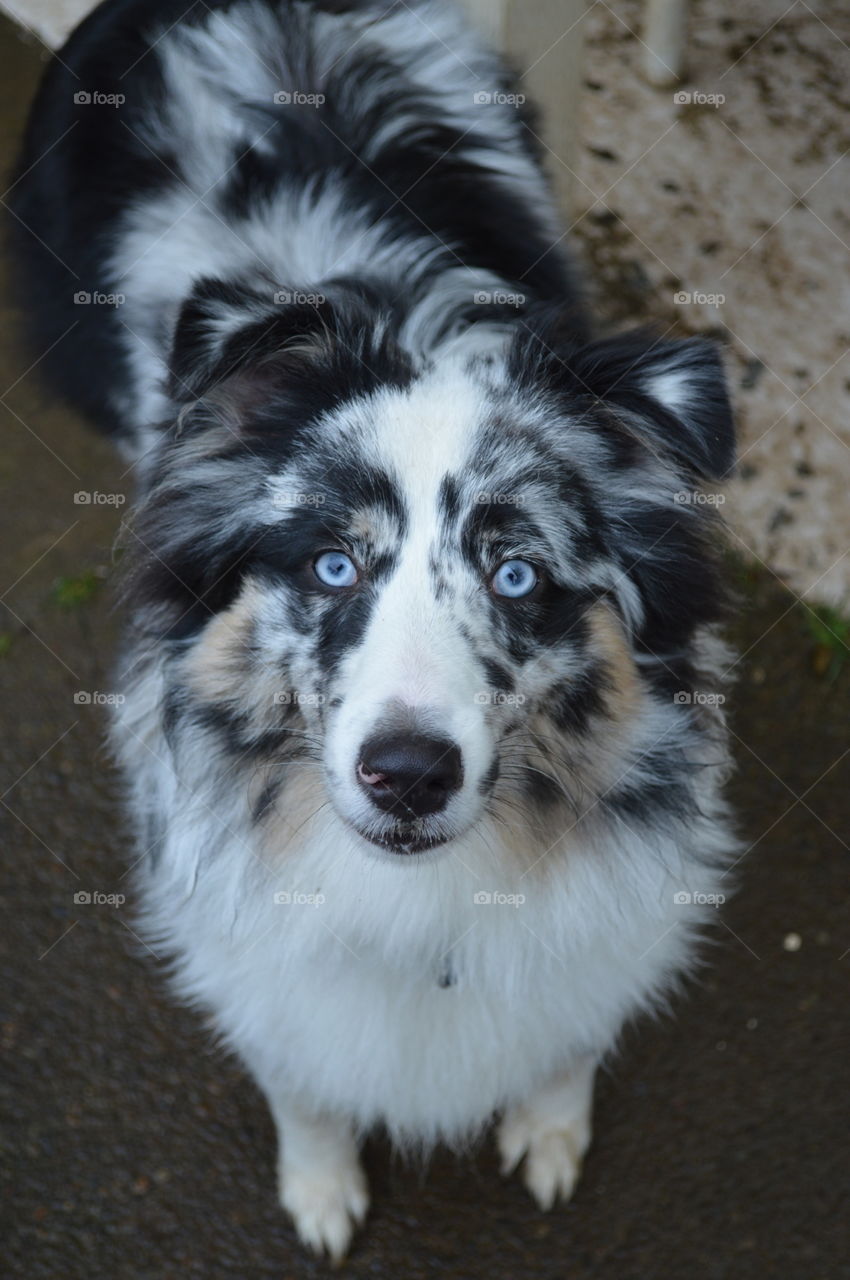 Animals having a hay day