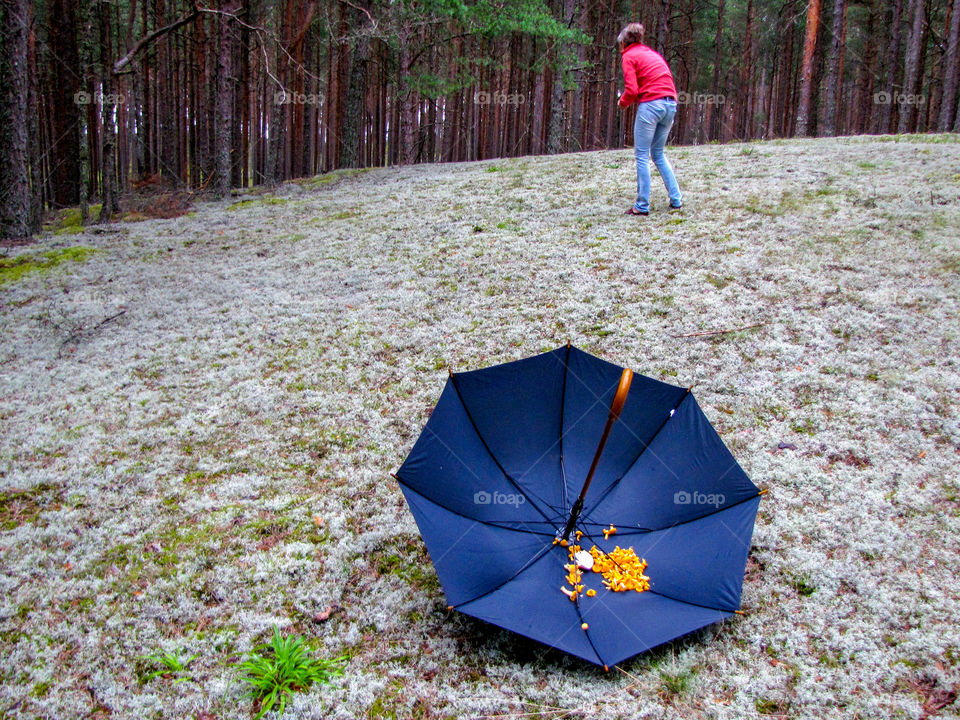 mushrooming in a beautiful forest, if there is no basket
