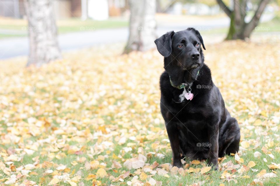Handsome dog in the Neighborhood in Autumn 