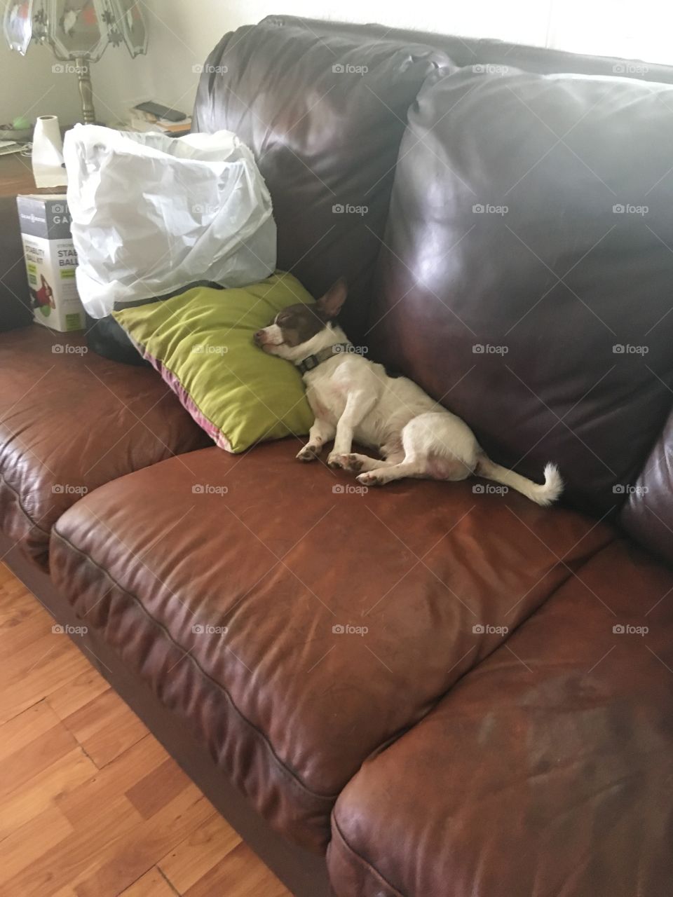 Worn out from a day of spring cleaning time to stretch out on the couch for a bit.