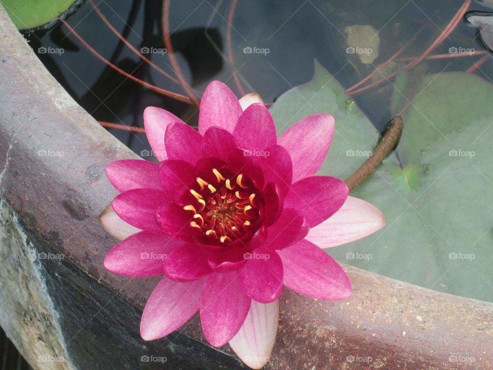 Vibrant Lotus Flower