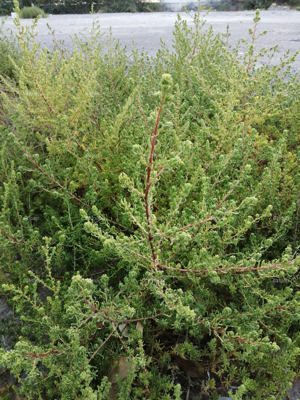 Lush and green in the desert