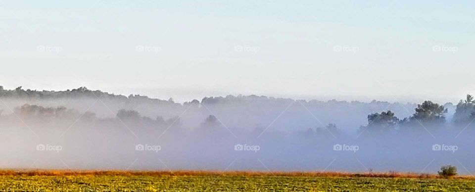 View of trees in foggy weather