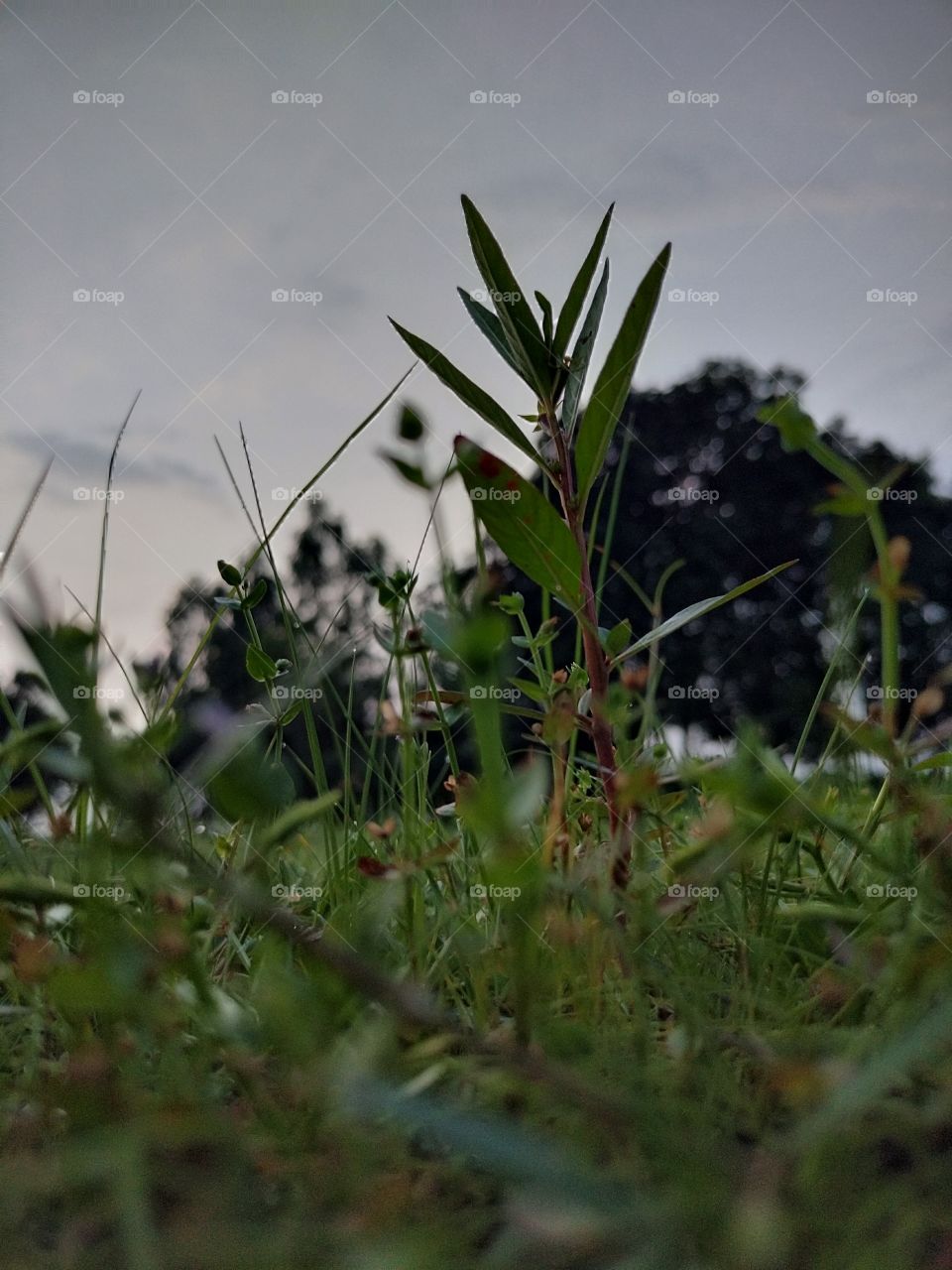 Hey little trees!! You are beautiful in your all way.