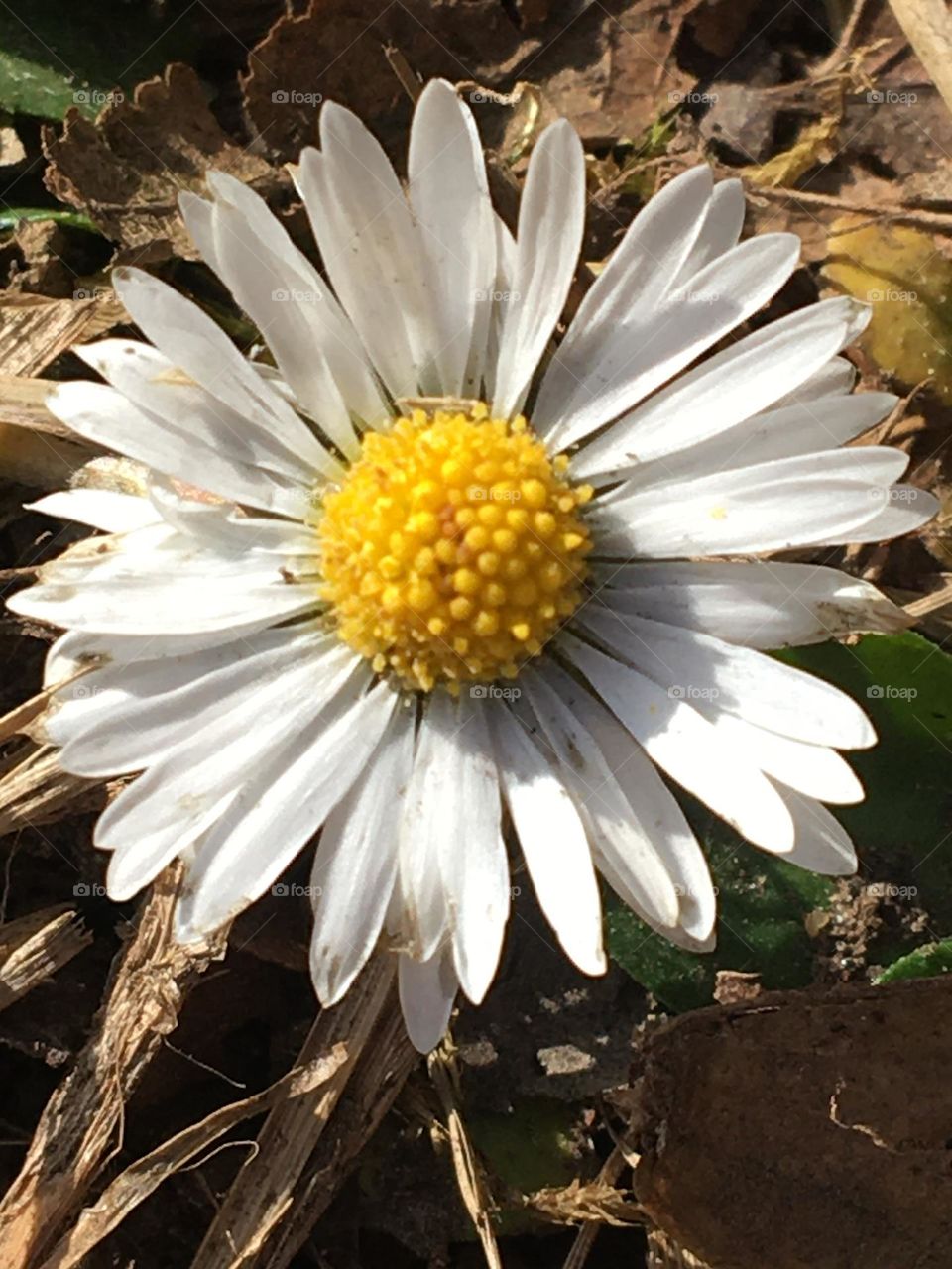 Pâquerettes de printemps 