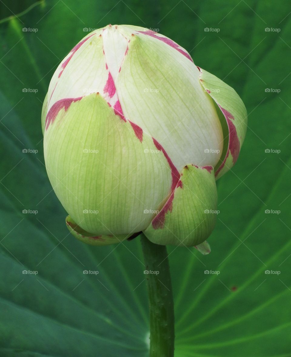 Lotus bloom1. Captured this in a pond this summer with my camera.
