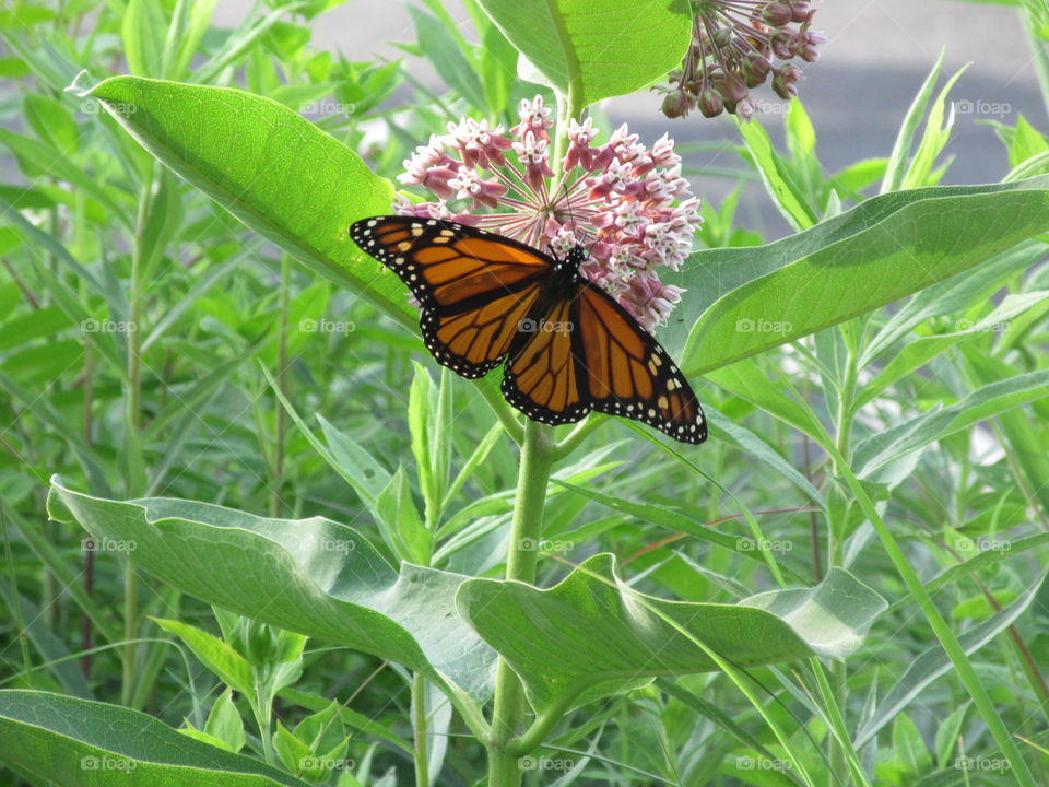 Monarch butterfly on milkweed 