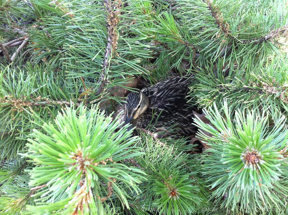 Duck hiding in pine shrubs