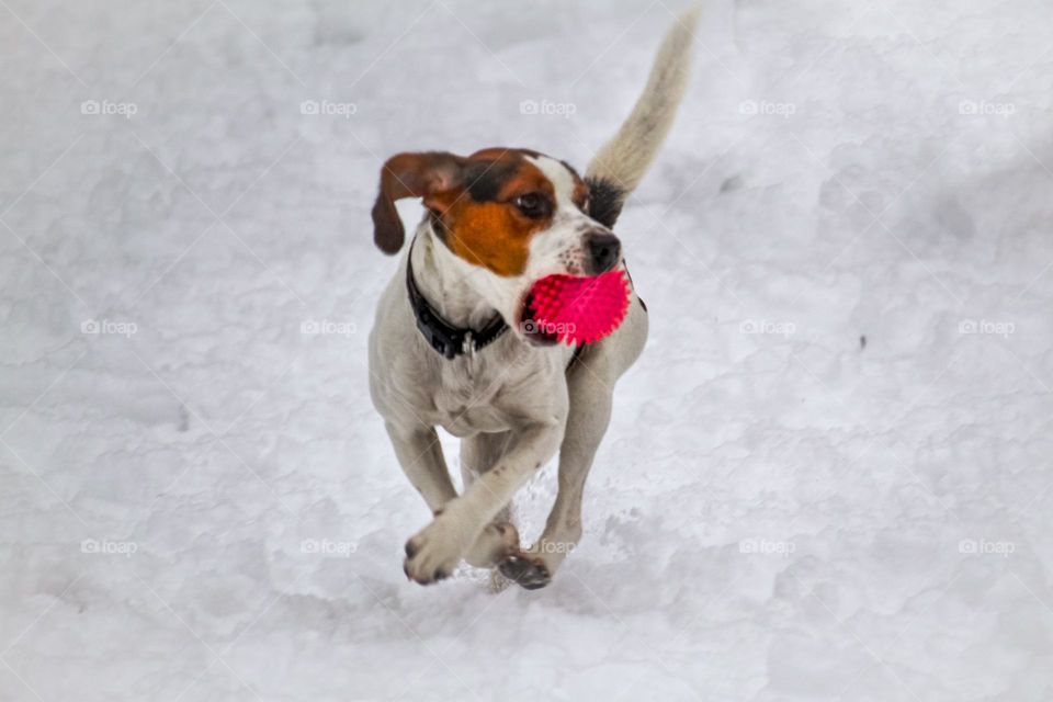 Dog running with the pink ball in a mouth