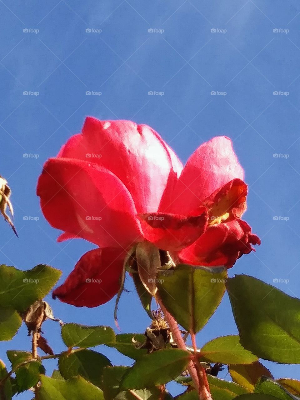 red rose in afternoon light