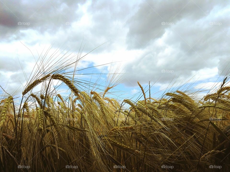 Summer day, field of mature, golden wheat