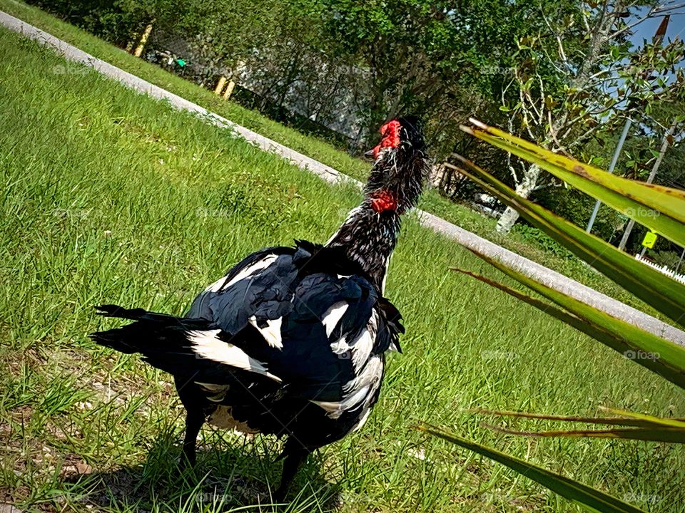 Colorful And Gorgeous Southern Duck Drying Off And Cleaning In The Urban Nature Pond By The Bridge.