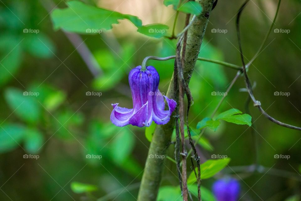 Purple wildflower in spring