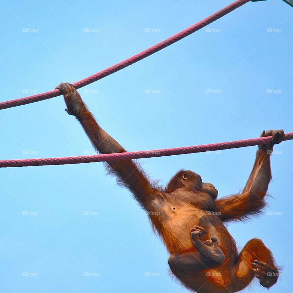 Orangutan 