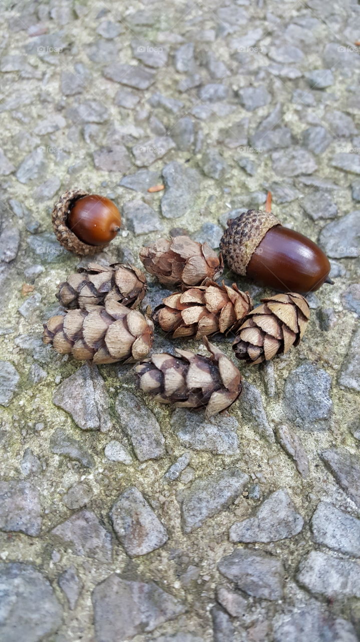 Nuts and Cones