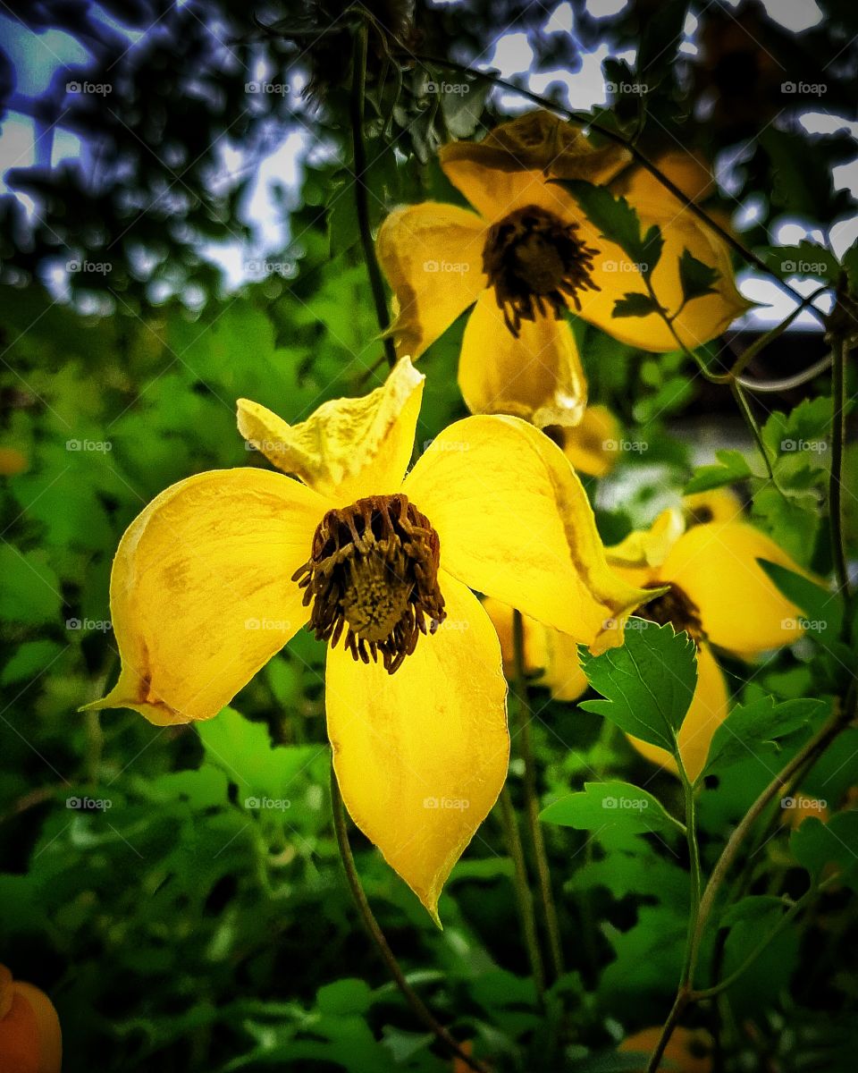 Yellow flowers growing up the front of a house. 