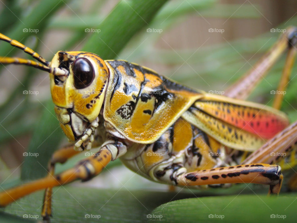 plant colorful backyard grasshopper by dslmac2