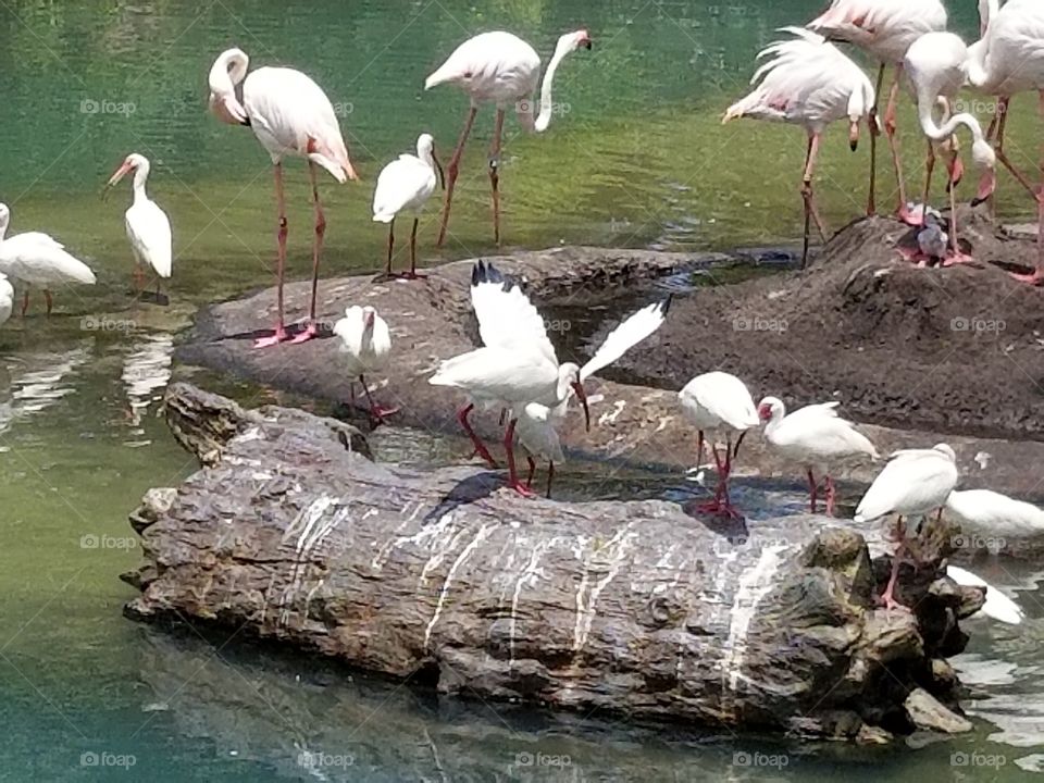 The birds and flamingos mingle by the water.