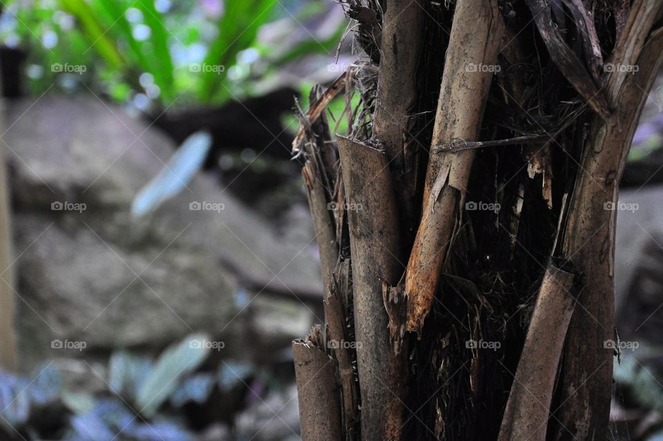 Plam tree trunk. Also know Arecaceae. Close up. Seclective focus. 