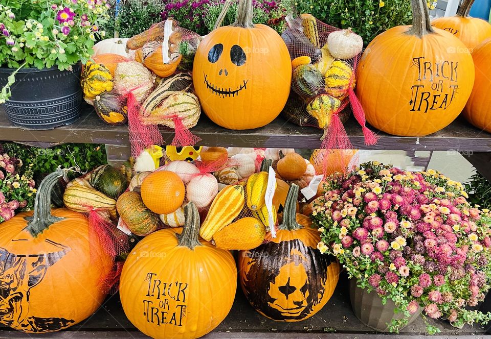 Mums and pumpkins -two fall staples and the farm stand delivers. Chrysanthemums come in a variety of colors and brightens the fall garden.  Pumpkins- a winter squash is edible and frequently carved as jack-o' lanterns for decoration around Halloween🎃