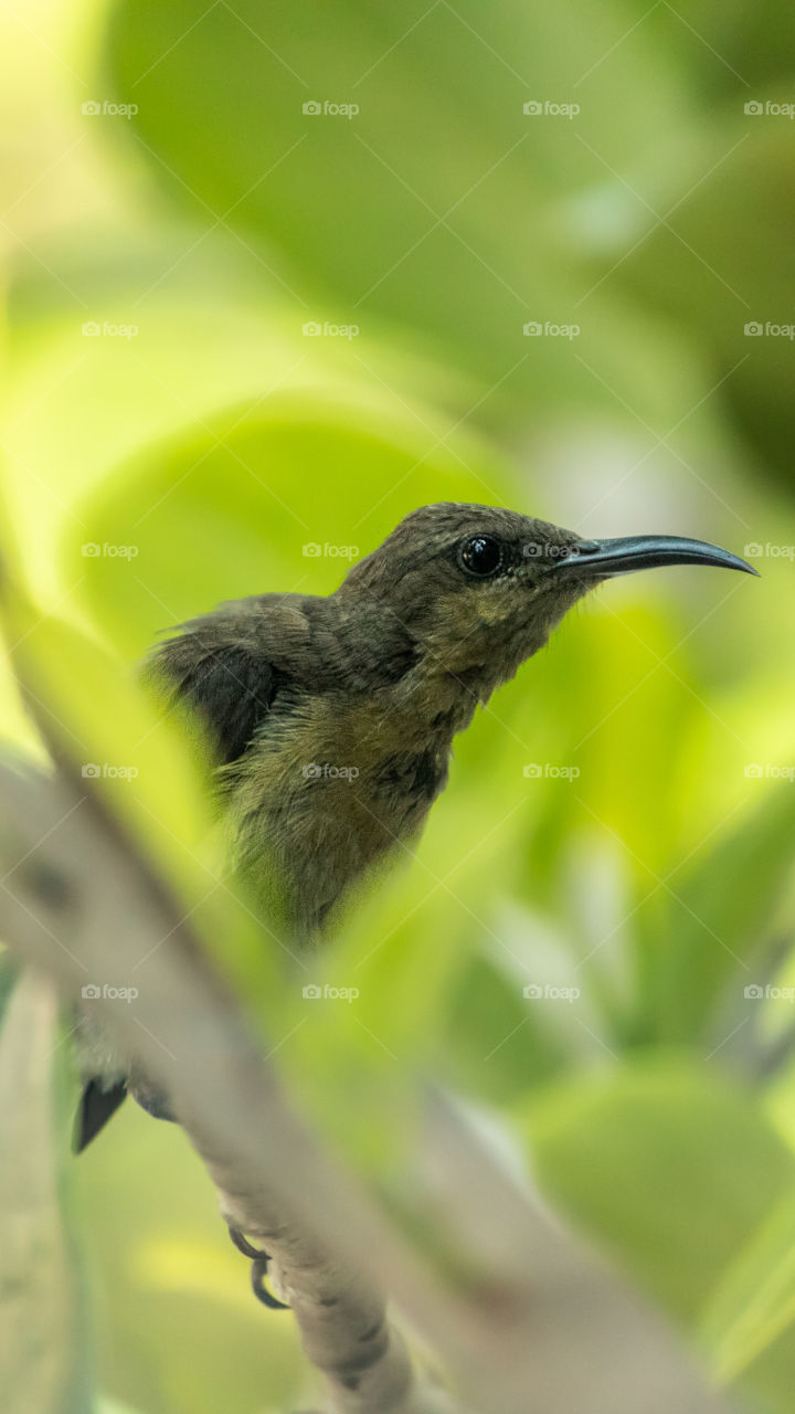 Sunbird