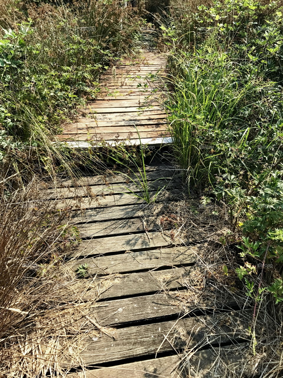 An old wooden slat walkway through the wild rushes near a pond on a sunny summer afternoon. 