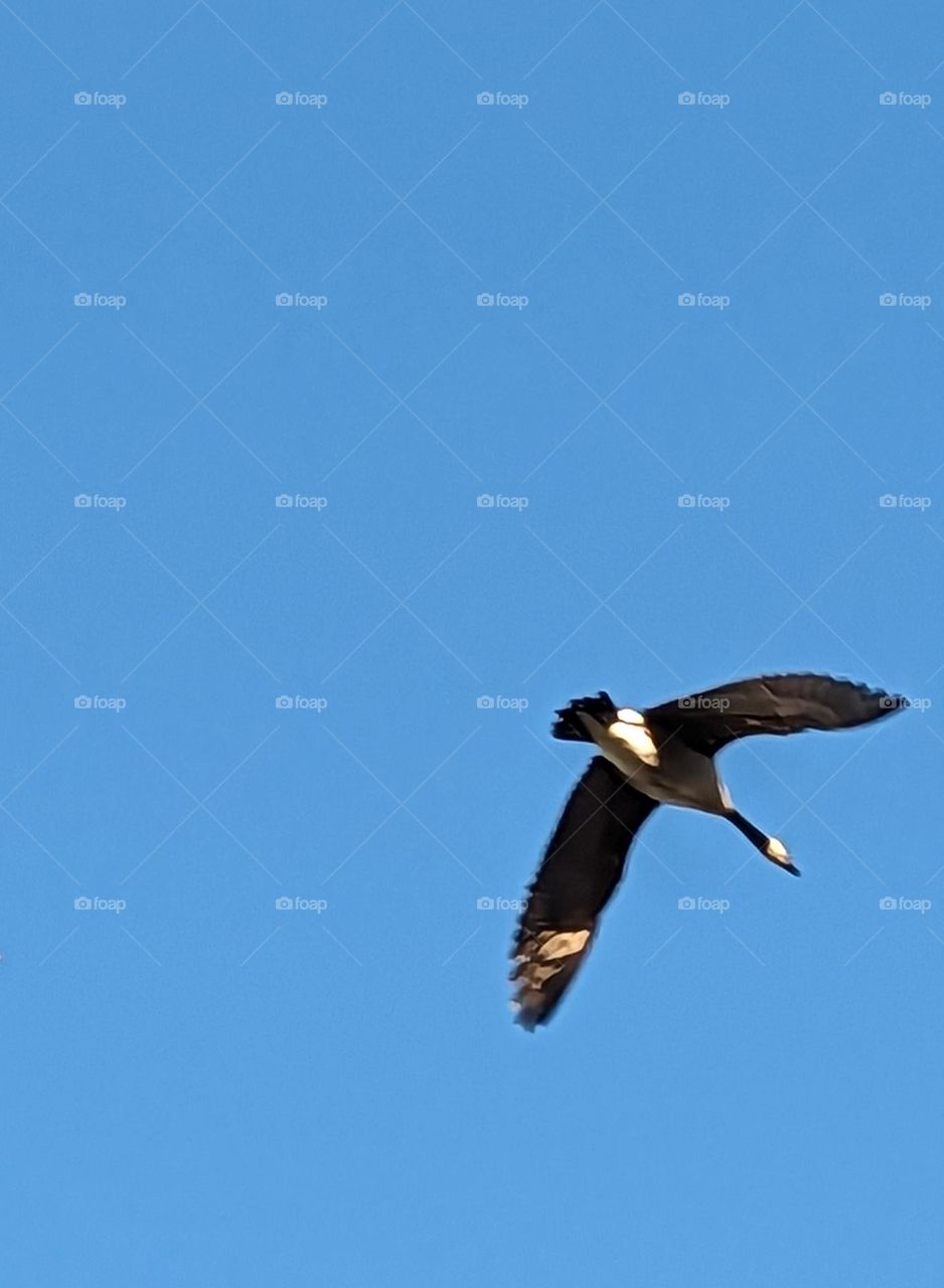 Canada Goose flying overhead
