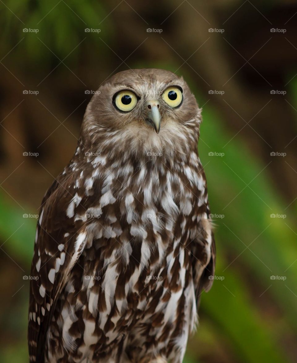 Barking Owl