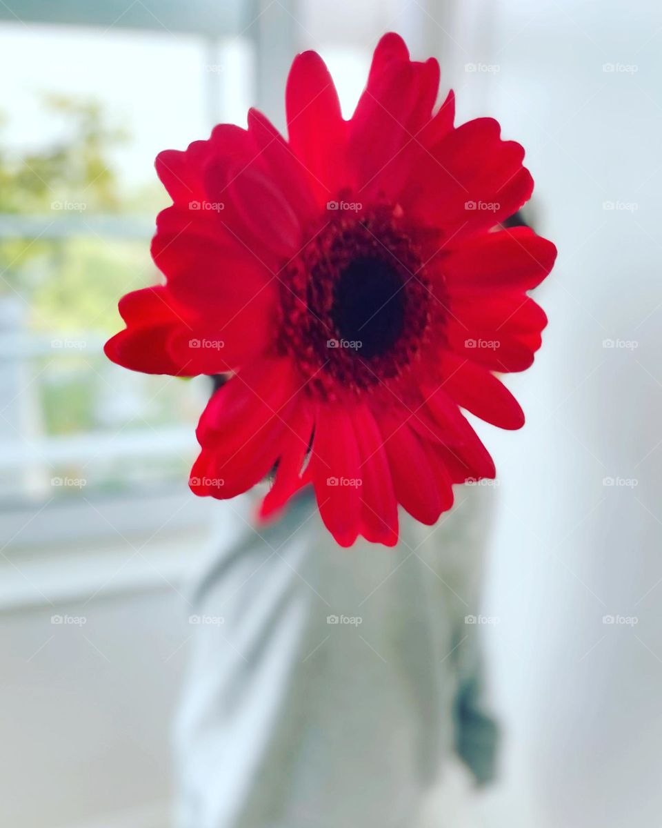 Red flower. Gerbera flower. Giving a flower. Gift. 