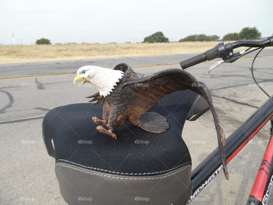 behold the bald eagle. This is a hitchhiker that I picked up while out riding my bike 🚲 this weekend. 👣 🚶 🏃 🔥 💨