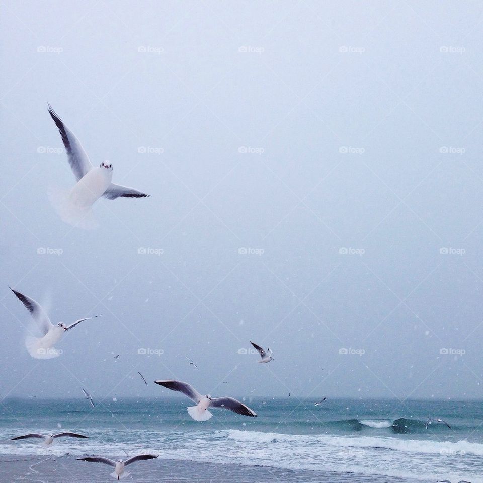 Winter sea with my amazing birds