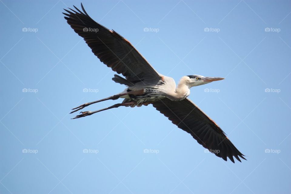 Heron flight