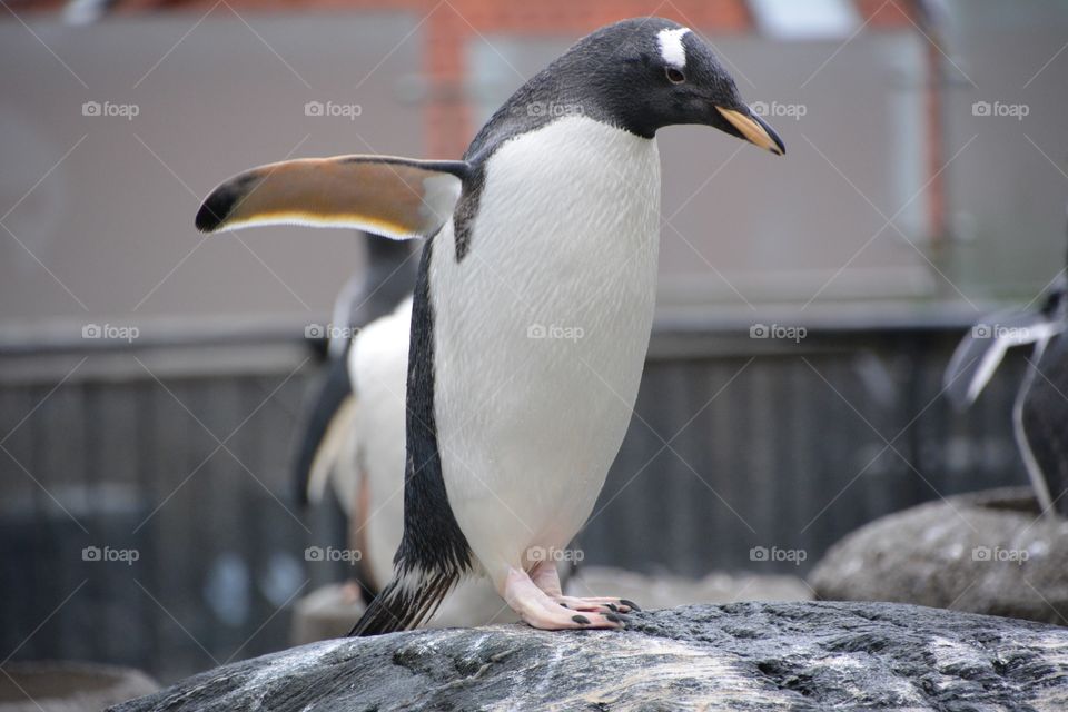 Penguin with wings spread 