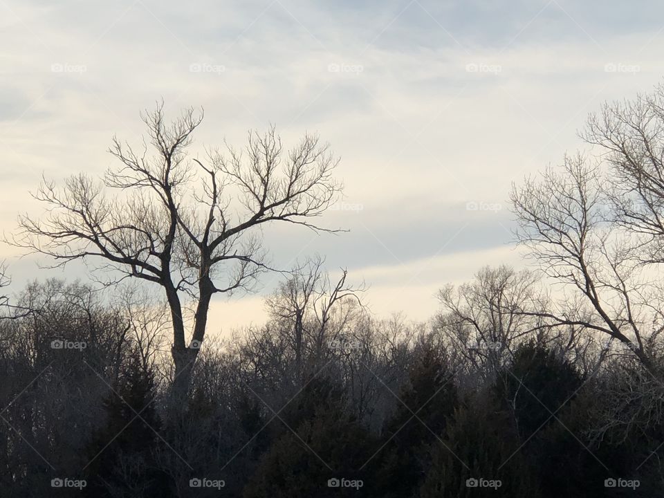 Lovely blue ribbon sky and trees