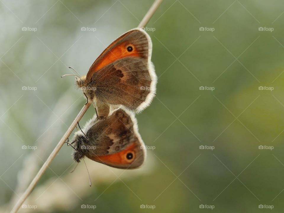 Mating Small Heath butterflies